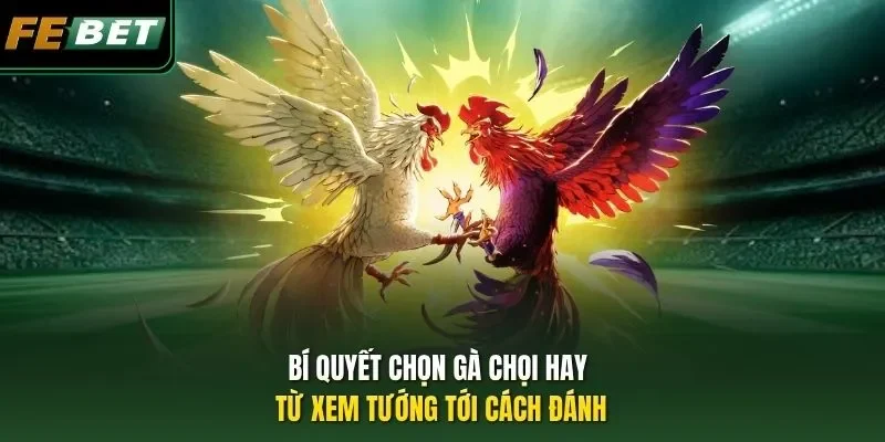 Bí Quyết Chọn Gà Chọi Hay - Từ Xem Tướng Tới Cách Đánh