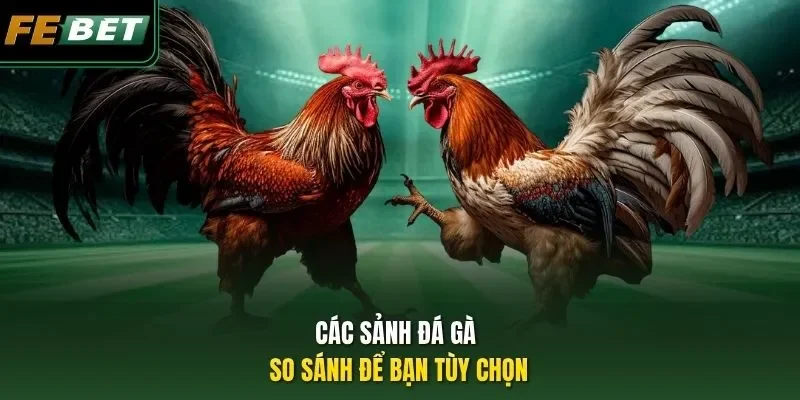 Đăng Ký Đá Gà Cựa Dao FEBET: Sân Chơi Uy Tín - Thưởng Lớn Các sảnh đá gà so sánh để bạn tùy chọn