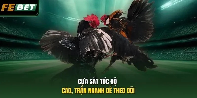 Cựa sắt tốc độ cao, trận nhanh dễ theo dõi