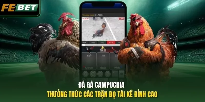 Đá Gà Campuchia - Thưởng Thức Các Trận Đọ Tài Kê Đỉnh Cao
