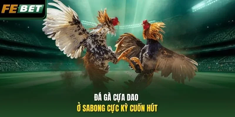 Đăng Ký Đá Gà Cựa Dao FEBET: Sân Chơi Uy Tín - Thưởng Lớn Đá gà cựa dao ở Sabong cực kỳ cuốn hút
