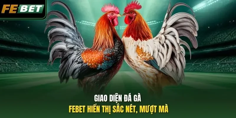 Giao diện đá gà Febet hiển thị sắc nét, mượt mà