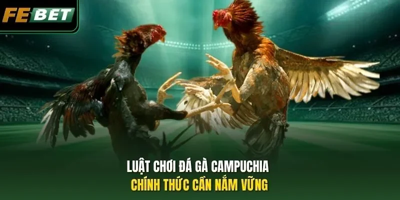 Luật chơi đá gà Campuchia chính thức cần nắm vững