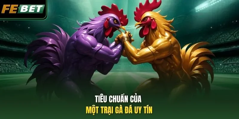 Tiêu chuẩn của một trại gà đá uy tín