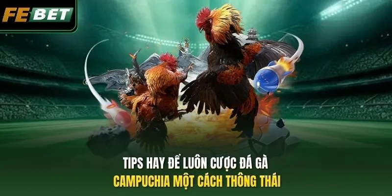 Tips hay để luôn cược đá gà Campuchia một cách thông thái