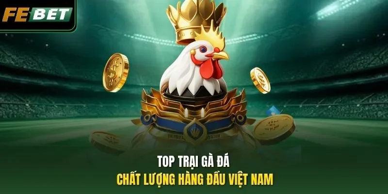 Top trại gà đá chất lượng hàng đầu Việt Nam