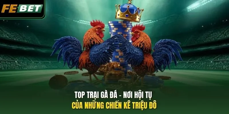 Top Trại Gà Đá - Nơi Hội Tụ Của Những Chiến Kê Triệu Đô