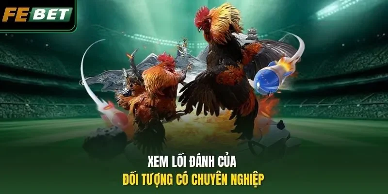 Bí Quyết Chọn Gà Chọi Hay - Từ Xem Tướng Tới Cách Đánh Xem lối đánh của đối tượng có chuyên nghiệp