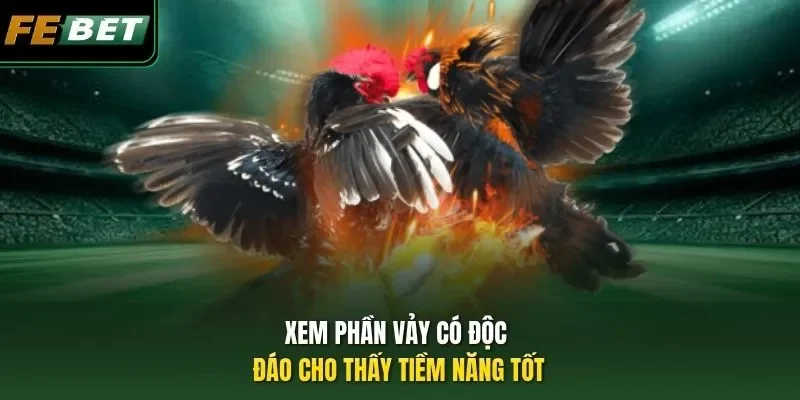Bí Quyết Chọn Gà Chọi Hay - Từ Xem Tướng Tới Cách Đánh Xem phần vảy có độc đáo cho thấy tiềm năng tốt